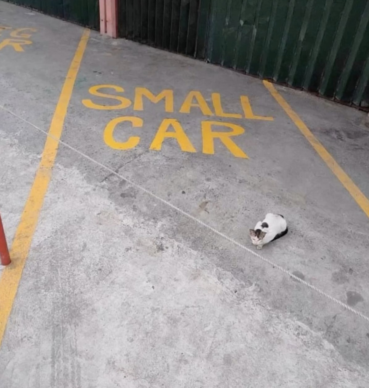 small car cat meme - Se Small Car